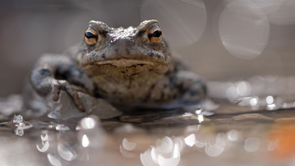 One medieval cure for plagues was to suck on toad-flavoured lozenges (Credit: Mathias Delle/Getty Images)