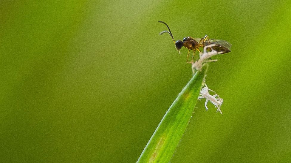 If pesticide use is to decrease, might more farmers turn to biological controls like this parasitic wasp? (Credit: Getty Images)