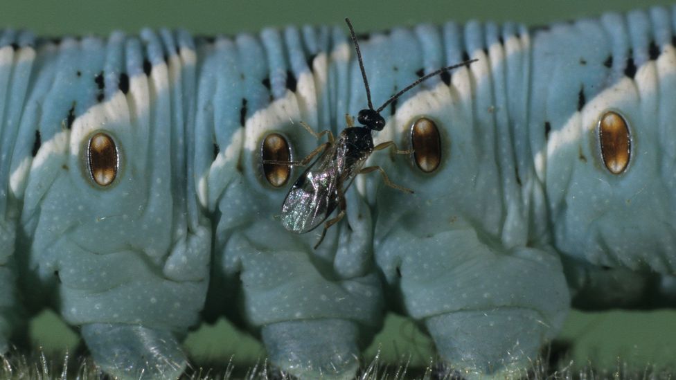 A parasitic wasp climbs onto a caterpillar (Credit: Getty Images)