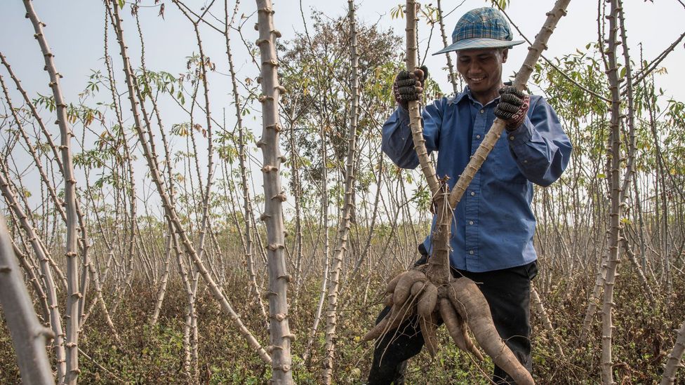 The cassava crop is incredibly important to the economies of South East Asia (Credit: Getty Images)