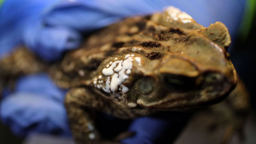A cane toad secretes its dangerous bufotoxin from glands behind its head (Credit: Getty Images)