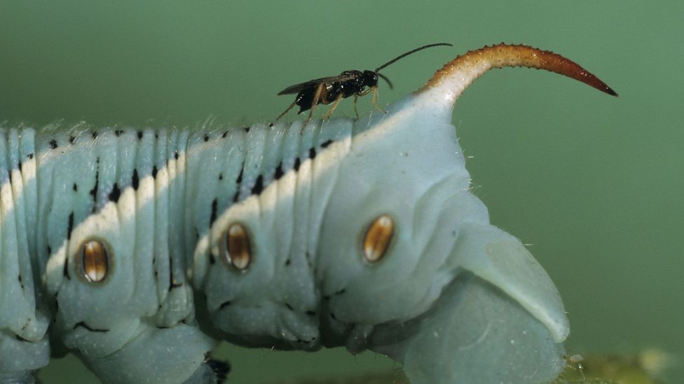 A parasitic wasp (Cotesia congregata) climbs onto the back of a tobacco hornworm caterpillar where it will lay eggs in the host, eventually nullifying it (Credit: Getty Images)