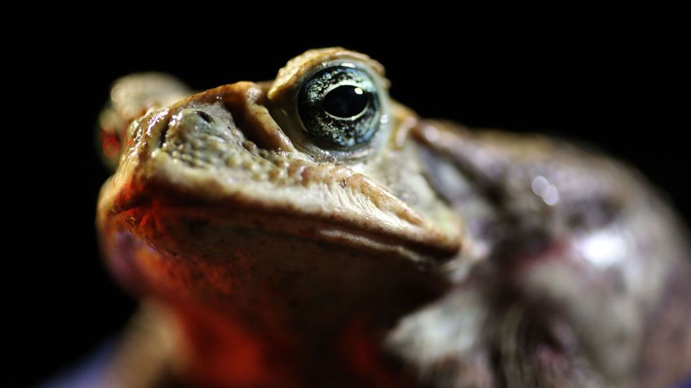 The ancient Maya understood the duality of the cane toad: it is both deadly and a sign of better times to come (Credit: Getty Images)