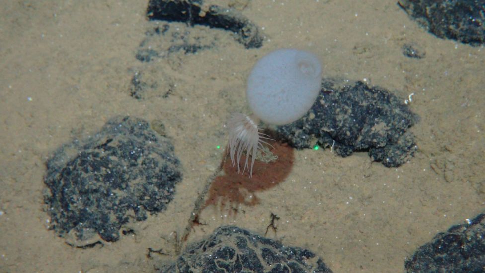 A sea anemone and sponge stalk attached to a polymetallic nodule (Credit: GEOMAR/MiningImpact Project)
