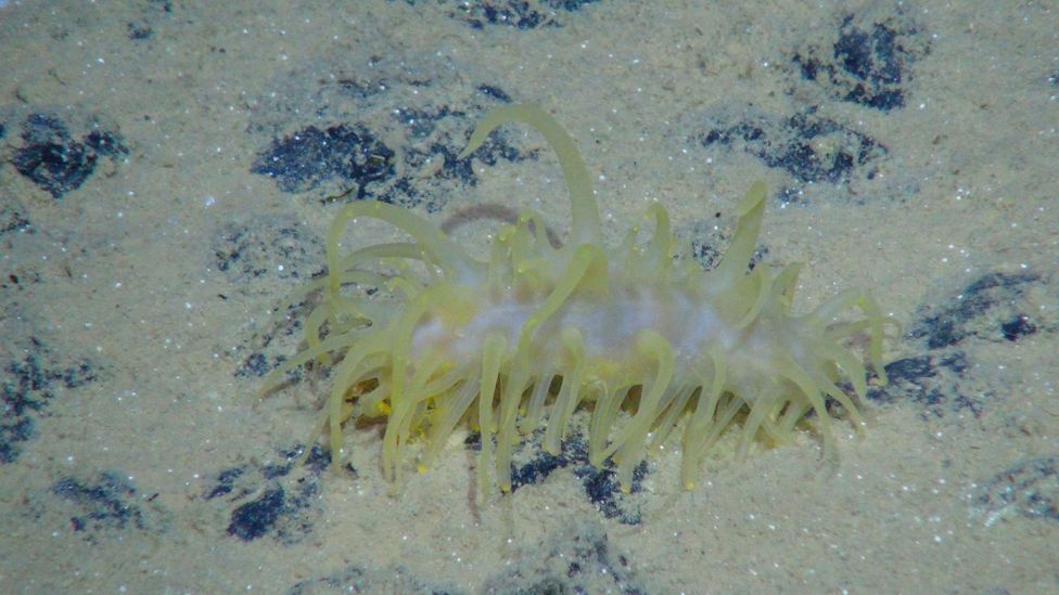 Unlike many other residents, sea cucumbers can move across the sediment surface (Credit: GEOMAR/MiningImpact Project)