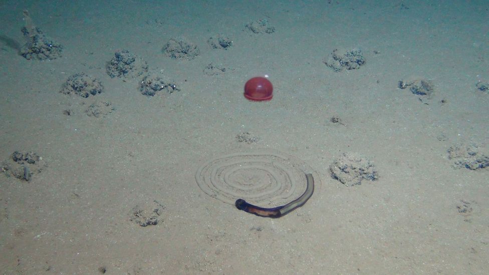 Another kind of track – a curious spiral left by a worm, as a jellyfish hovers above (Credit: GEOMAR/MiningImpact Project)