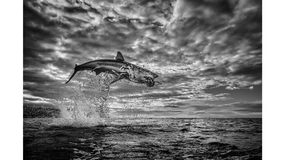 An image of a breaching shark by photographer Chris Fallows, called The Pearl, went viral after it was taken in August 2020 (Credit: Chrisfallows.com)