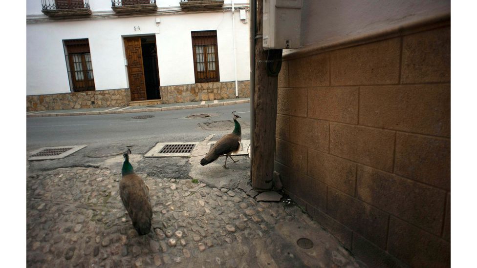 Two peacocks walk down a street in Ronda, Spain, during the national lockdown in April 2020 (Credit: Jorge Guerrero/Getty Images)