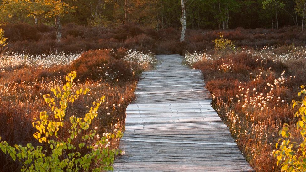 Boardwalks through restoring bogs could be important as a tourist attraction as the area finds new sources of income after peat (Credit: Tina Claffey Photography)