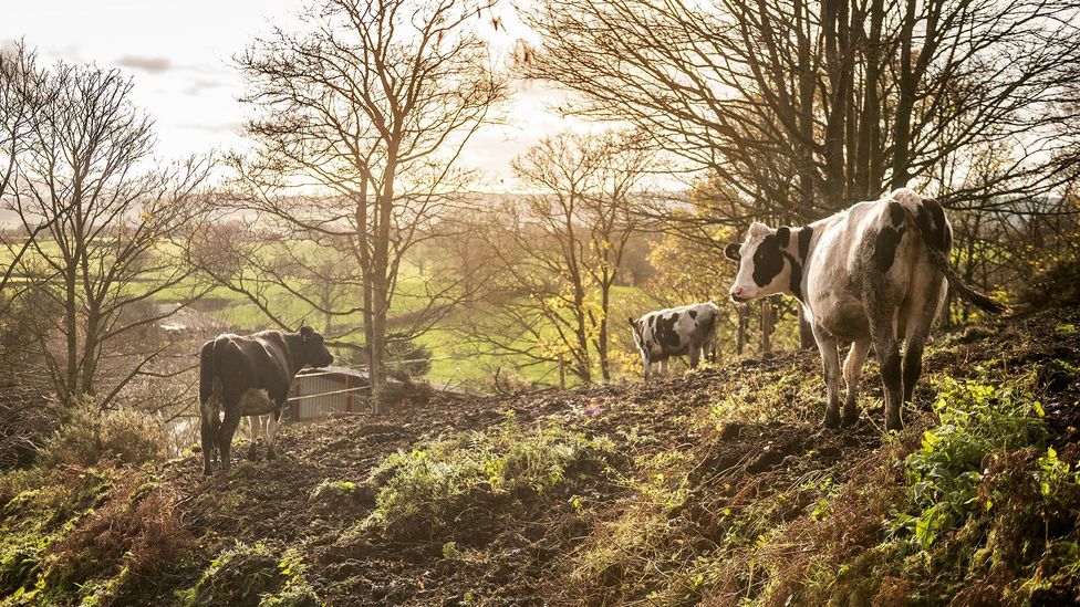 Greenhouse gas emissions from the dairy industry are rising as demand for milk grows globally (Credit: John Quintero/BBC)