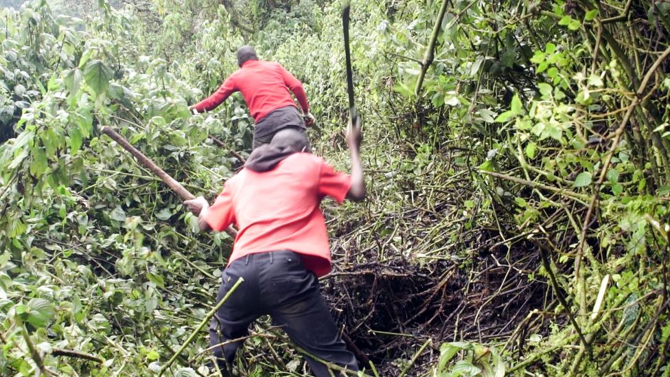 Mountain guides and porters have been cutting new routes through the undergrowth as many trails were destroyed by the landslides (Credit: Thomas Lewton)