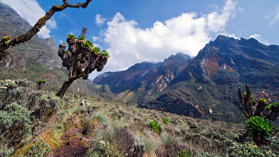 Once thought to be the source of the Nile, Uganda’s Rwenzori Mountains were coined the “Mountains of the Moon” by Ptolemy (Credit: Guenterguni/Getty Images)