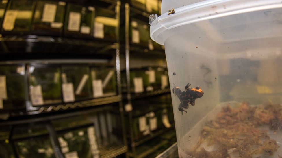 The stigma associated with illegally traded poison dart frogs means many collectors actively seek out captive bred animals (Credit: Anton Sorokin/Alamy)