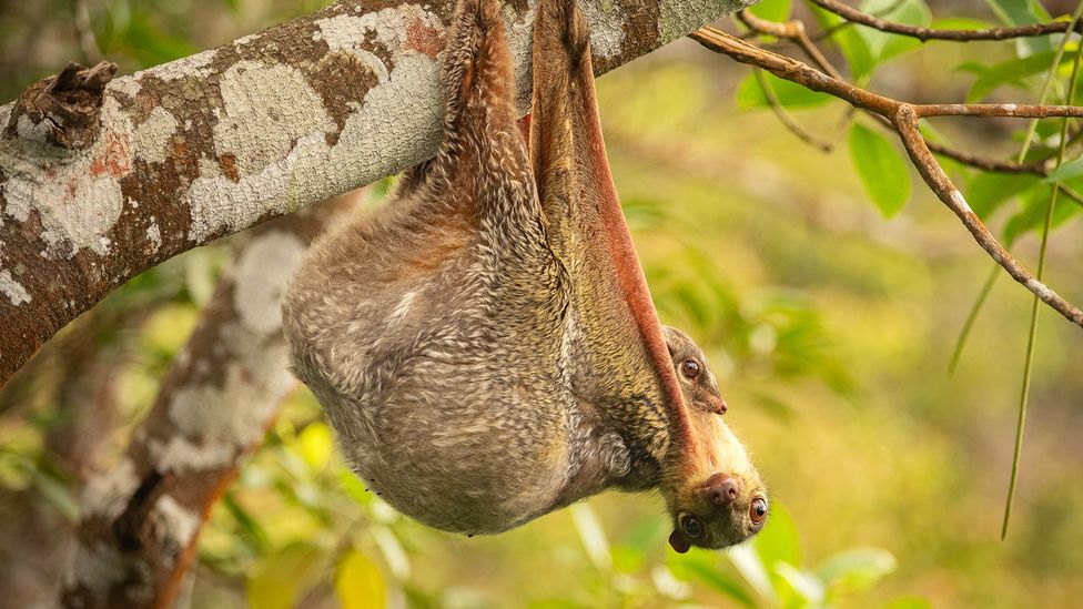 A colugo mother and baby rest during the day (Credit: Ethan Pang)