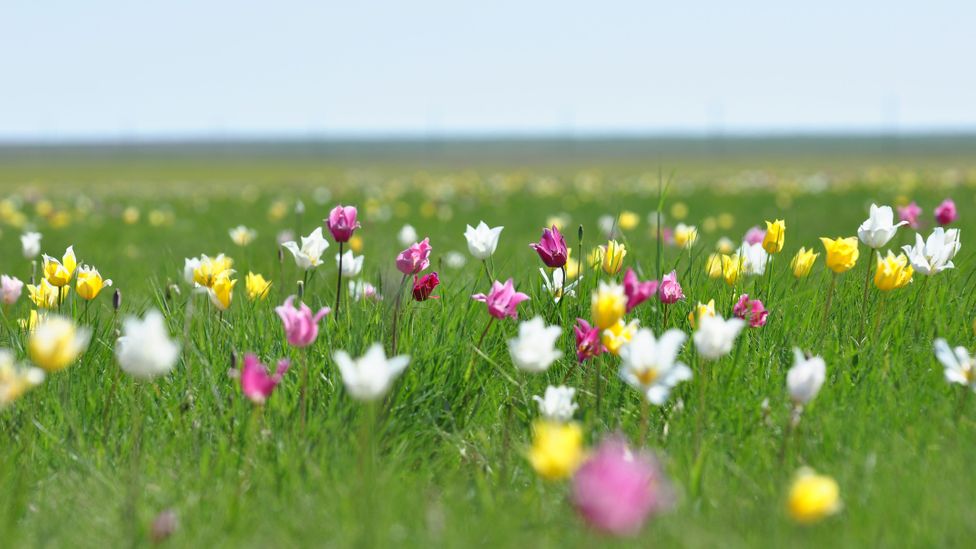 The tulips of the Kazakh steppes (Credit: Alyona Koshkina)