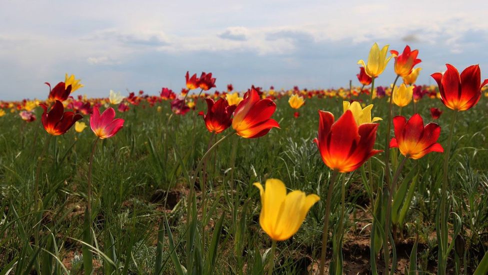 Tulips paint red and yellow onto the landscape (Credit: Johannes Kamp)