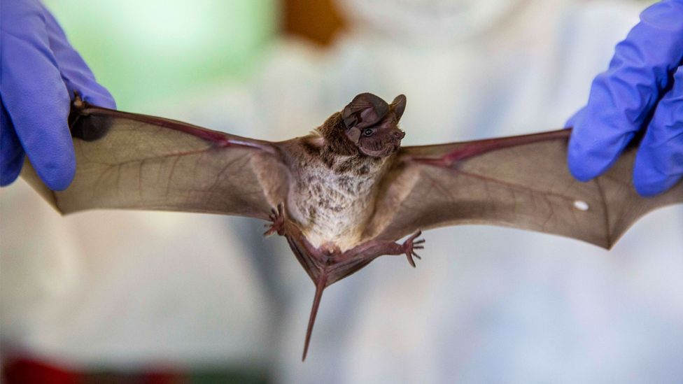 Fruit bats are Nipah’s natural host (Credit: Getty Images)