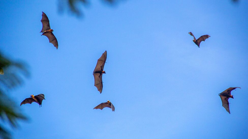 Fruit bats fly above the Battambang morning market, one of many locations in Cambodia where bats and humans come into close contact daily (Credit: Piseth Mora)