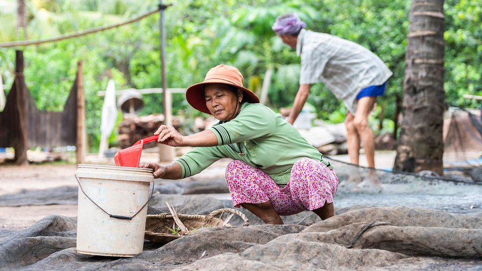 村民收获鸟粪，这是一种在柬埔寨和泰国很受欢迎的肥料，但也有风险（图片来源：Sa Sola）