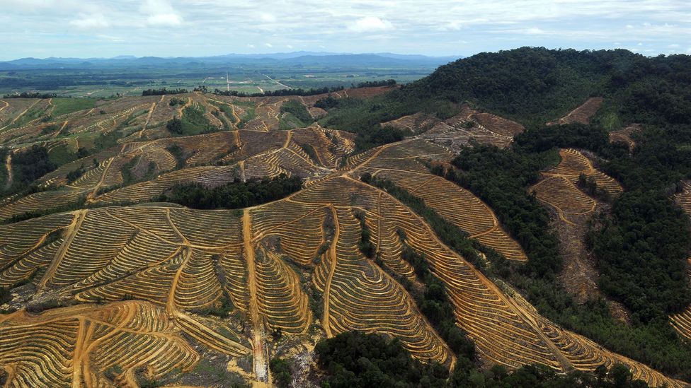 Asia is seeing high levels of deforestation, often due to building plantations for products like palm oil (Credit: Getty Images)