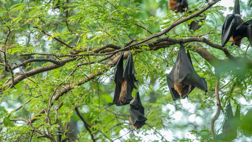 科学家们说，虽然蝙蝠携带疾病，但它们也通过吃昆虫来帮助人类控制疾病——因此扑杀它们并不是一个好的选择（图片来源：Getty Images）