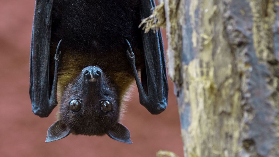 Fruit bats are Nipah's natural host (Credit: Getty Images)