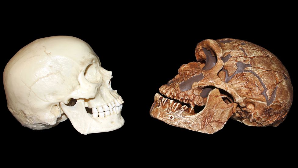 Neanderthals (right) had projecting faces, low foreheads with pronounced browridges, wide cheekbones and weak chins compared to Homo sapiens (Credit: Sabena Jane Blackbird/Alamy)