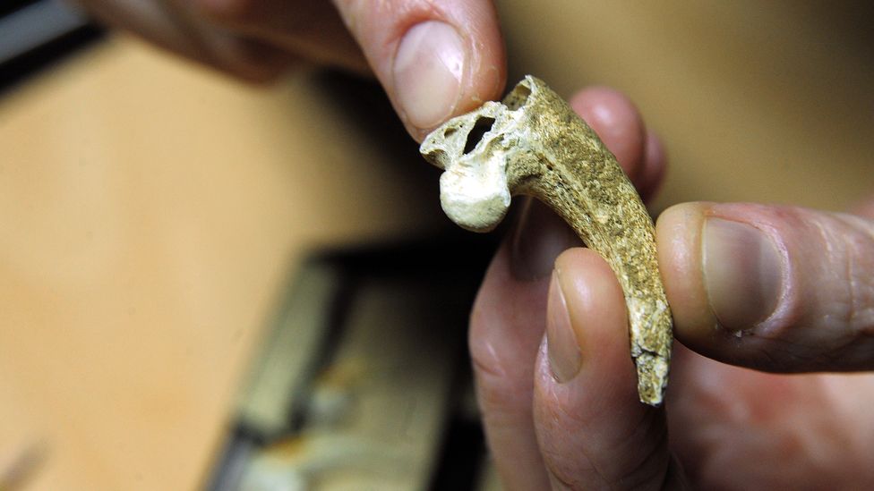 Around 130,000 years ago, a Neanderthal in what is now Croatia sliced the talon off the toe of an eagle – possibly to make jewellery (Credit: STR/AFP/Getty Images) Around 130,000 years ago, a Neanderthal in what is now Croatia sliced the talon off the toe of an eagle – possibly to make jewellery (Credit: STR/AFP/Getty Images)