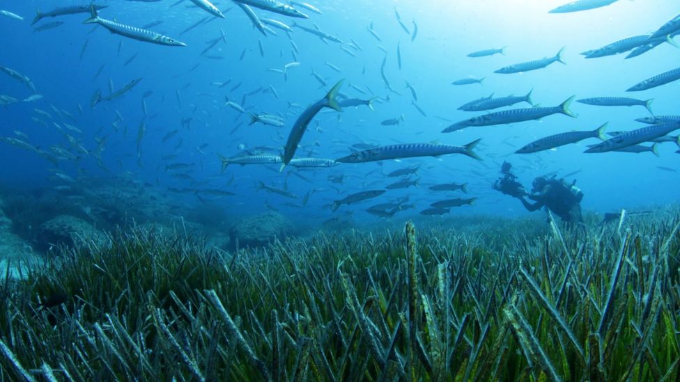 The Posidonia Oceanica plant has been called "the lungs of the Mediterranean" (Credit: Rafael Estefania)