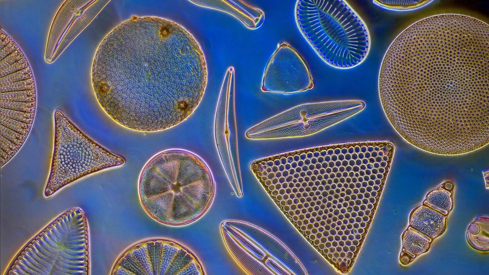 Marine phytoplankton capture carbon dioxide through photosynthesis, acting as a carbon sink (Credit: Alamy)