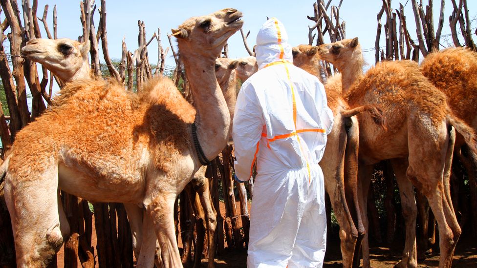 Approaching a camel to take a blood sample or swab requires a degree of caution (Credit: Jacob Kushner)