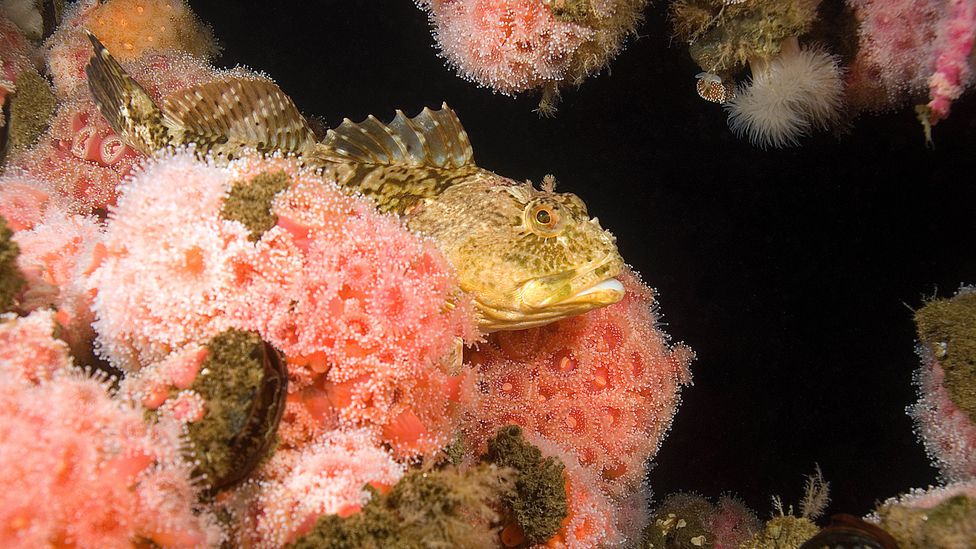 The subsea structures are a vertical spine that gradually turn into reefs over time (Credit: Alamy)