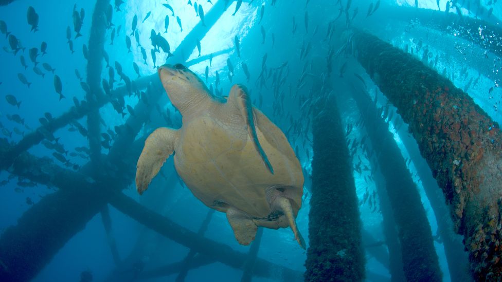 When offshore rigs become defunct, they can either be left in place and maintained for wildlife, or dismantled (Credit: Alamy)