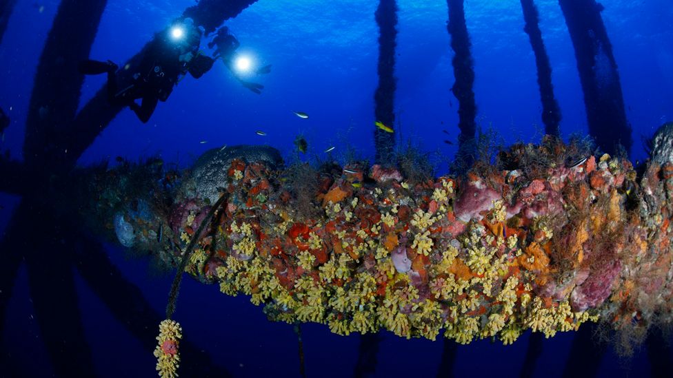 Displaced fish will often return to their home platforms, which provide a safe and versatile habitat (Credit: James Wiseman)