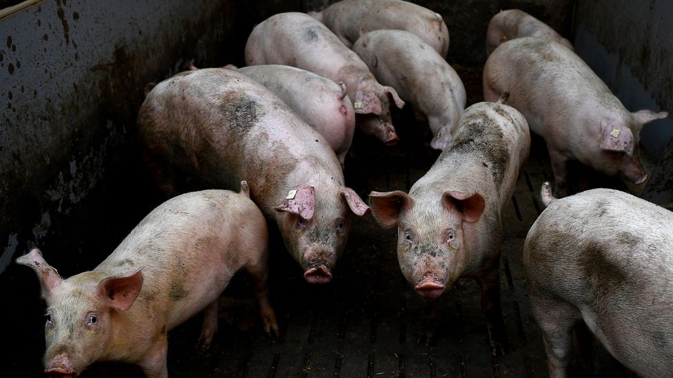 The scale of modern pig farms is concerning scientists as it allows infectious diseases to take hold more easily (Credit: Damien Meyer/Getty Images)