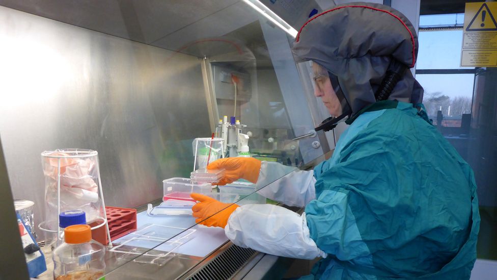 Researchers at the Friedrich Loeffler Institute regularly take samples from pigs around Europe to test for influenza (Credit: Friedrich Loeffler Institute)