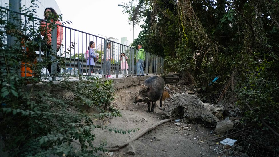Wild boar have flourished in cities thanks to the ample food and shelter they can find there (Credit: Anthony Wallace/Getty Images)