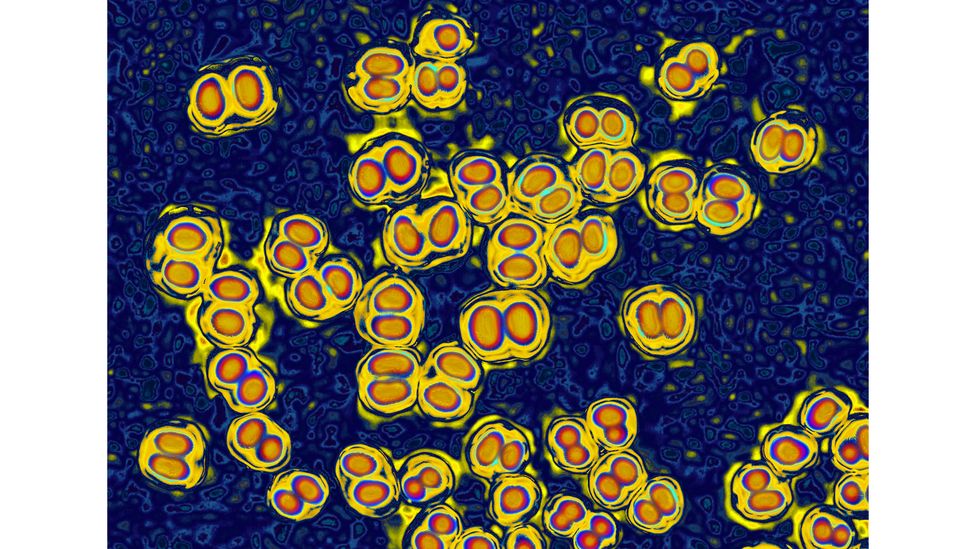 It's possible to carry certain strains of the bacteria that causes meningitis, even after being vaccinated (Credit: Alamy)