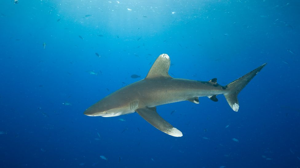 An oceanic whitetip shark; the crew of the Challenger were reportedly obsessed with catching sharks during the voyage (Credit: Reinhard Dirscherl/Getty Images)