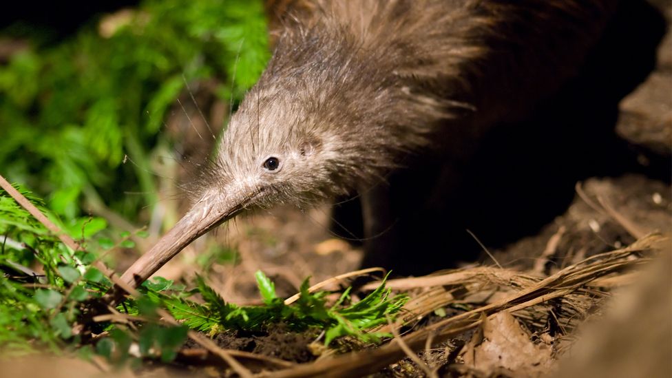 Possibly due to a quirk of geology, the enigmatic kiwi bird’s closest relative hails from Madagascar (Credit: Alamy)