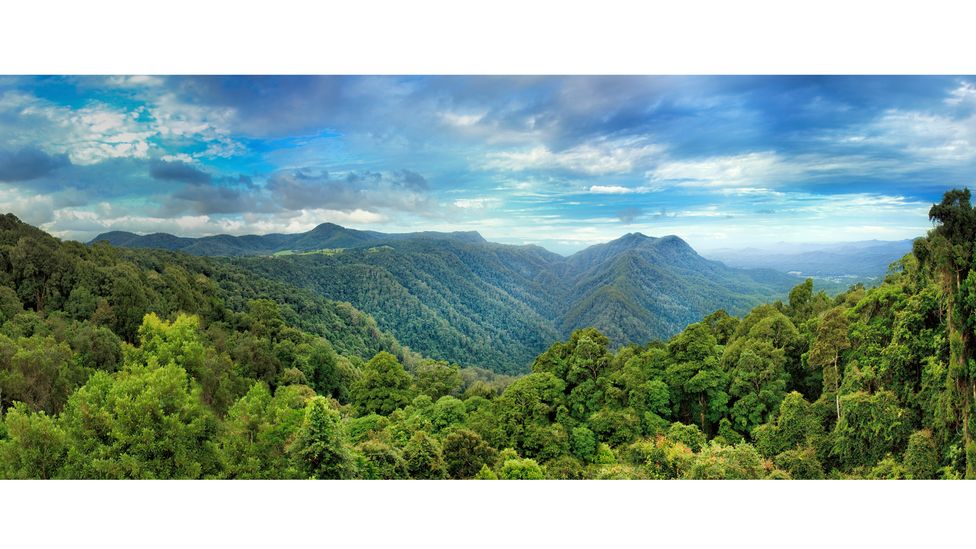 When the supercontinent of Gondwana broke up, fragments drifted all across the globe. Many of its ancient plants still live in the Australian Dorrigo forest (Credit: Getty Images)