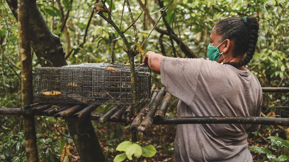 Scientists are using banana-baited traps to catch primates so they can be vaccinated against yellow fever (Credit: Luiz Thiago de Jesus)