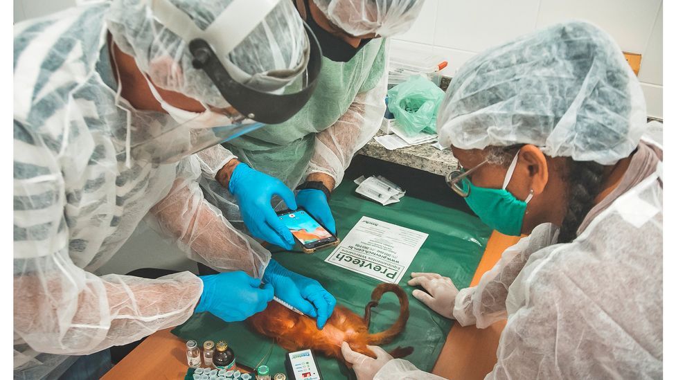 Vaccinating tamarins against yellow fever not only helps protect these endangered animals but could curtail the spread of the virus to humans too (Credit: Luiz Thiago de Jesus)