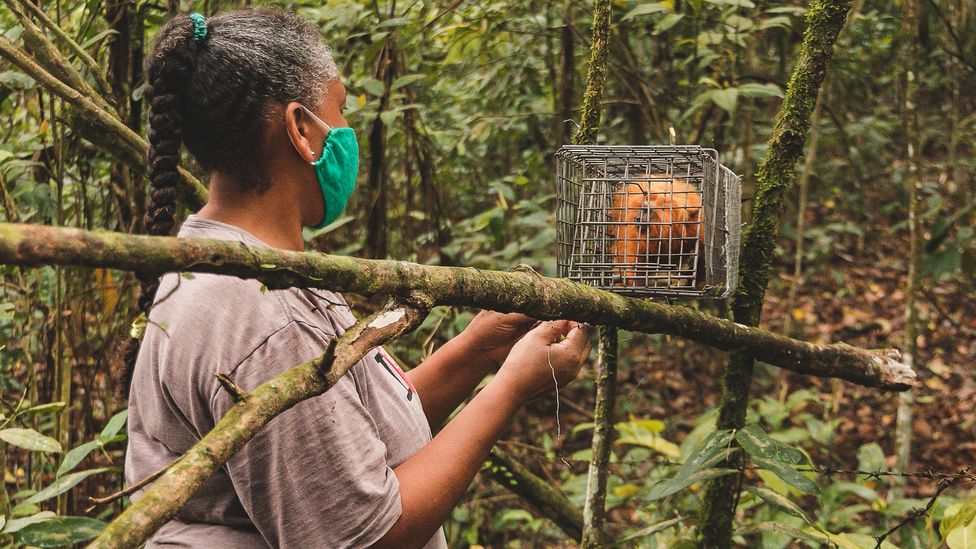 Once captured, the researchers take samples from the tamarins and give them a vaccine before returning them to the forest (Credit: Luiz Thiago de Jesus)