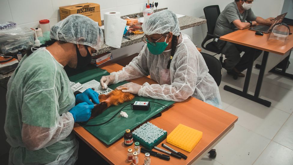 The primates are sedated as they are given a health check before they receive the vaccine (Credit: Luiz Thiago de Jesus)