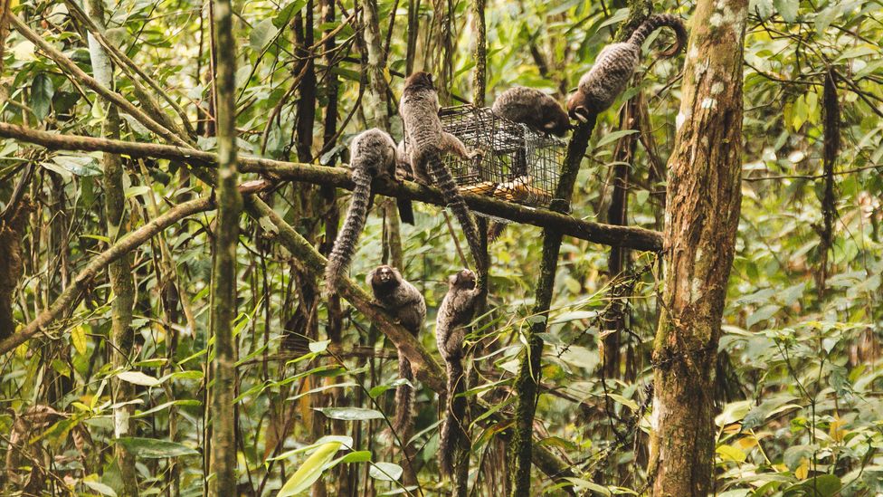 Not all attempts to capture tamarins go smoothly – sometimes marmosets gang up to steal the bait (Credit: Luiz Thiago de Jesus)