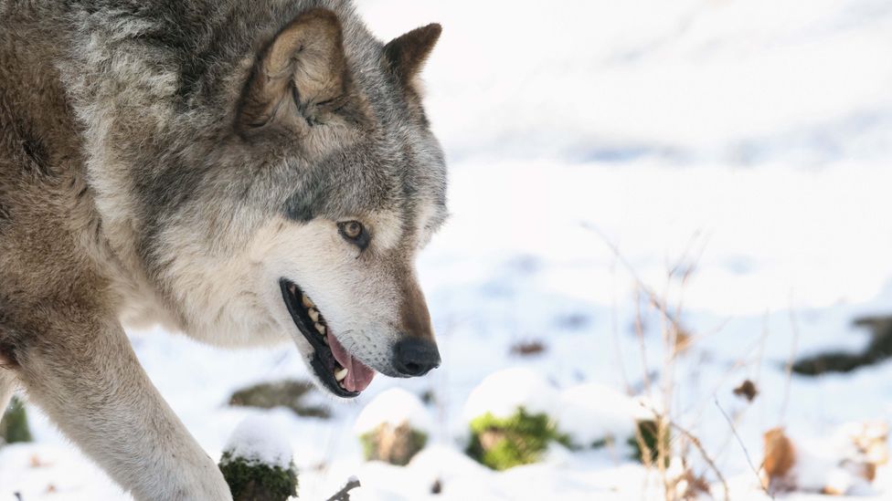 Some rewilders argue that the return of wolves would help rejuvenate the Irish landscape (Credit: Getty Images)