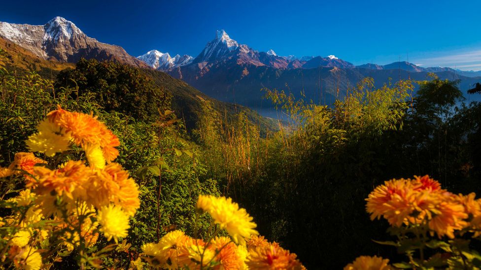 Today the prevailing view is that Machhapuchhare is sacred and thus forbidden, but no one knows the full story behind Roberts’ request (Credit: Siripong Kaewla-iad/Getty Images) Today the prevailing view is that Machhapuchhare is sacred and thus forbidden, but no one knows the full story behind Roberts’ request (Credit: Siripong Kaewla-iad/Getty Images)