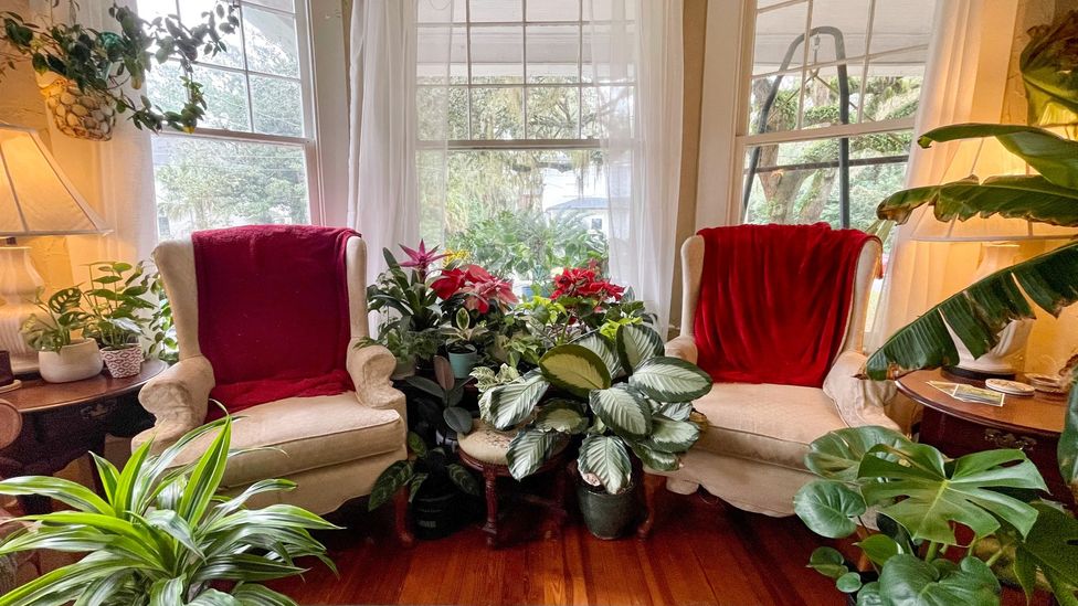 Erin Westgate says she channelled some of her pandemic boredom into creating an indoor garden (Credit: Erin Westgate)