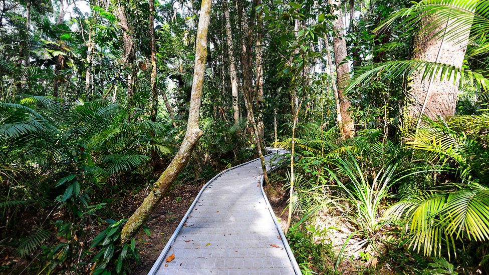 Australia's charismatic glider marsupial BBC Travel